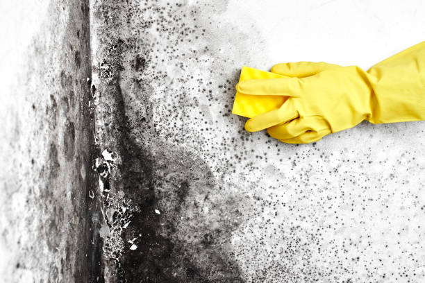 Best Professional Mold Removal  in Hawkinsville, GA