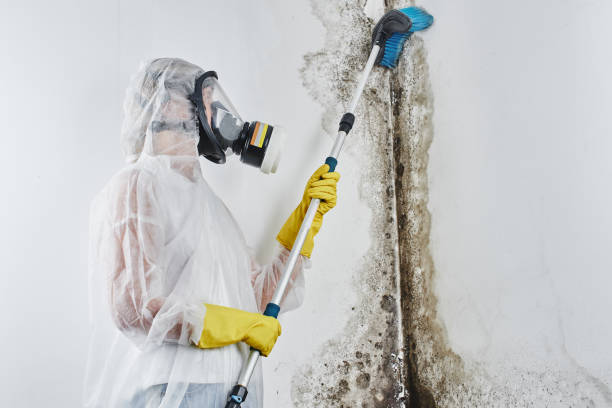 Best Mold Testing  in Hawkinsville, GA