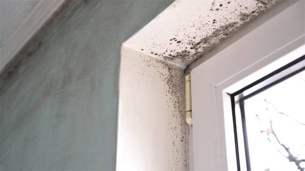 Best Fast Mold Removal  in Hawkinsville, GA