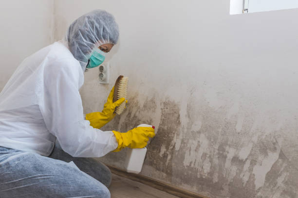 Best Same-Day Mold Removal  in Hawkinsville, GA