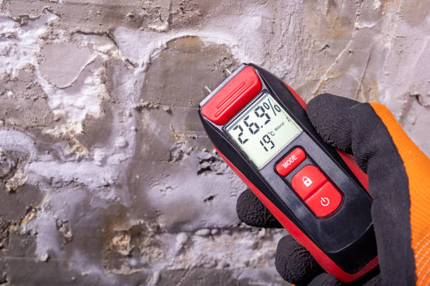 Reliable Hawkinsville, GA Mold Removal Solutions