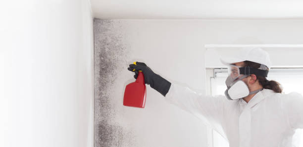 Best Mold Cleaning Services  in Hawkinsville, GA