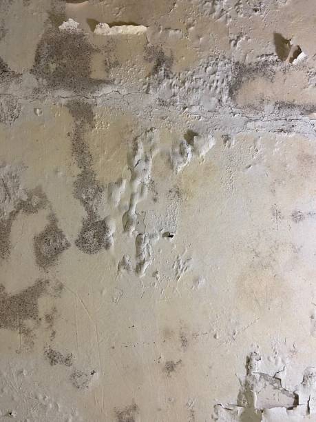 Best Water Damage Restoration  in Hawkinsville, GA