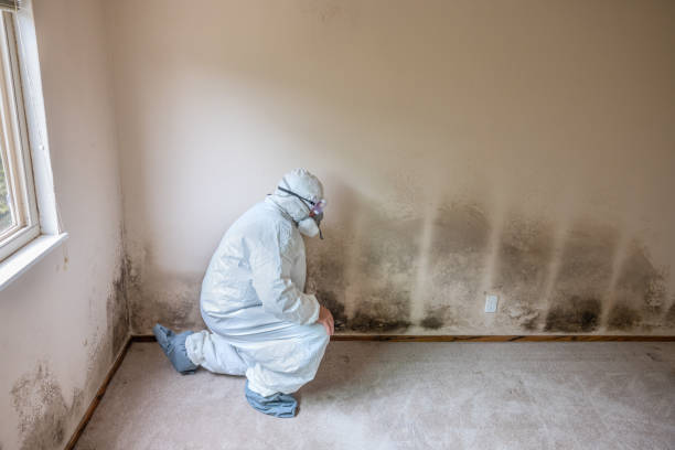 Best Certified Mold Removal  in Hawkinsville, GA