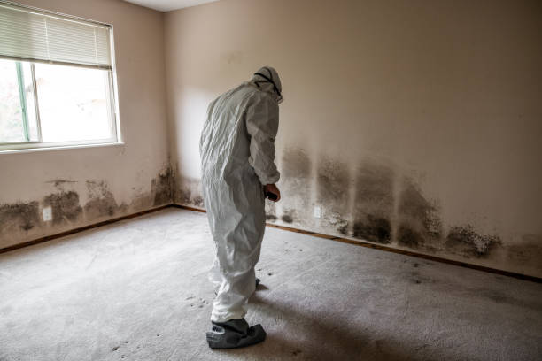Best Crawl Space Mold Removal  in Hawkinsville, GA