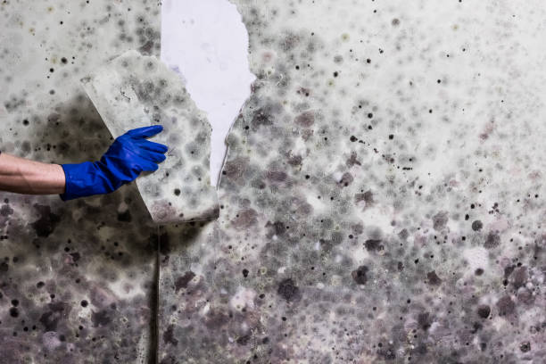 Best Toxic Mold Removal  in Hawkinsville, GA