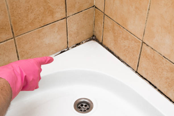 Mold Removal and Inspection in Hawkinsville, GA